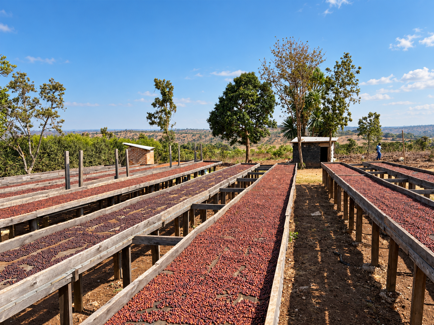 Coffee drying beds and a cultivated landscape
